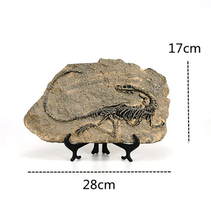 Dinosaur Fossil